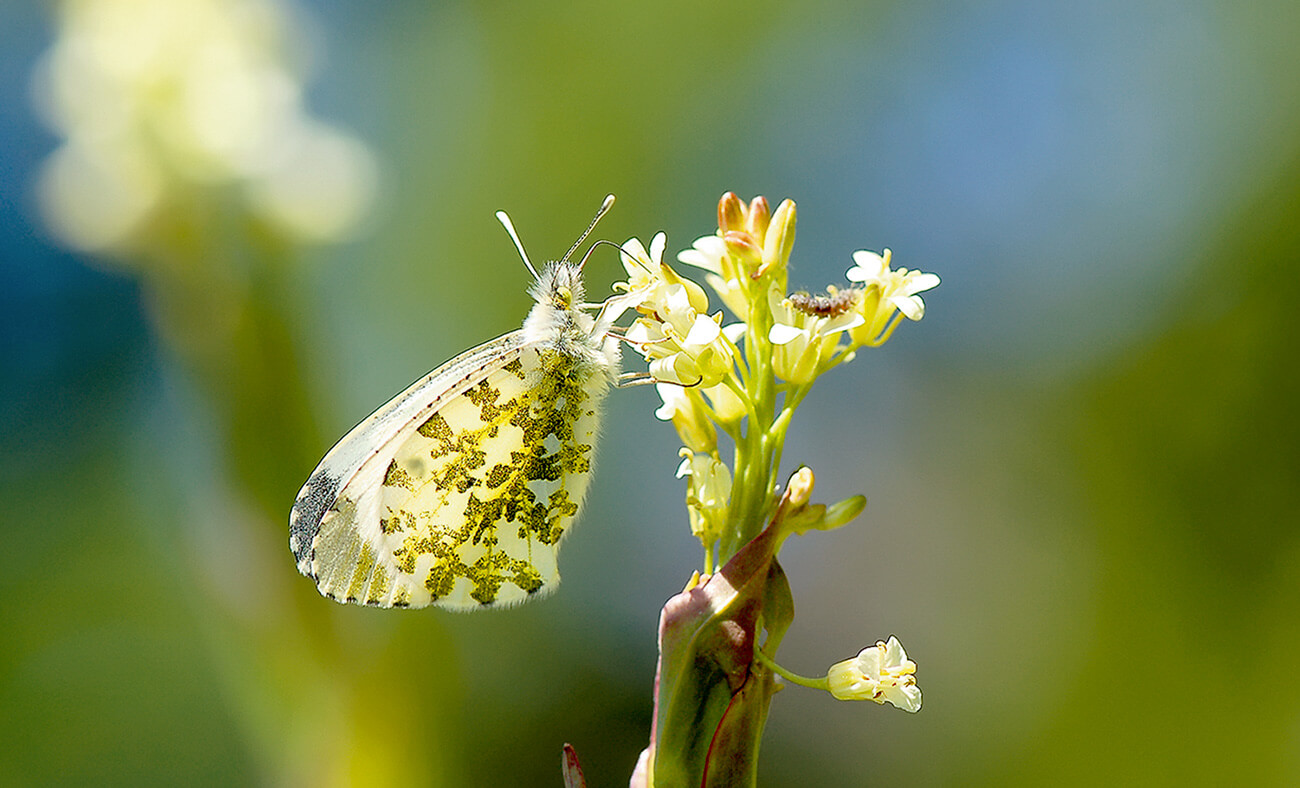 Biotope Environnement