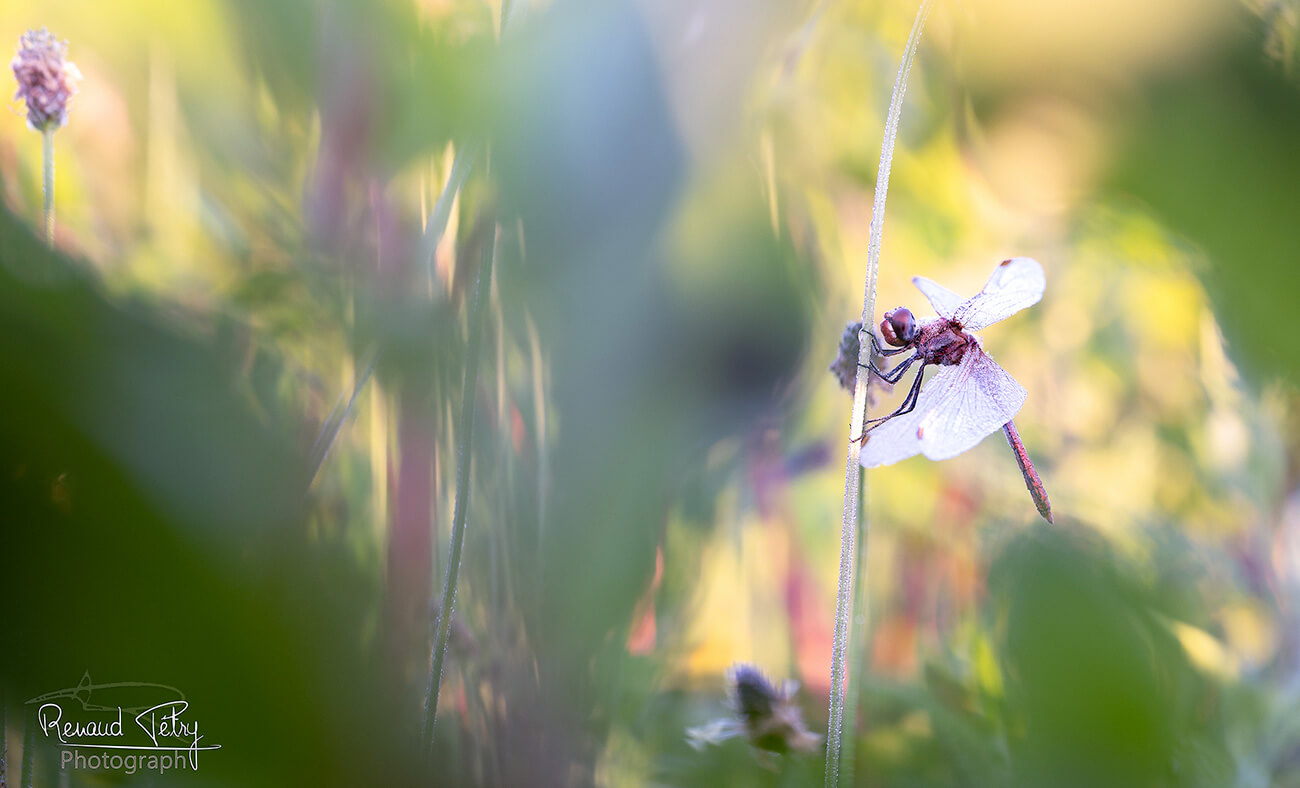 Biotope Environnement