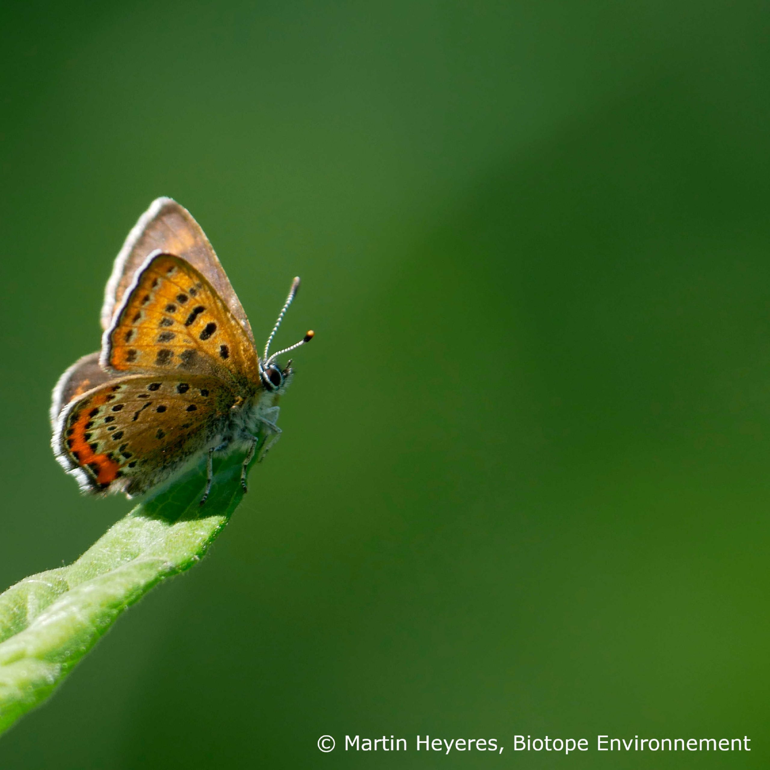 Actualités_Biotope_Environnement_papillon_Lycaena_helle