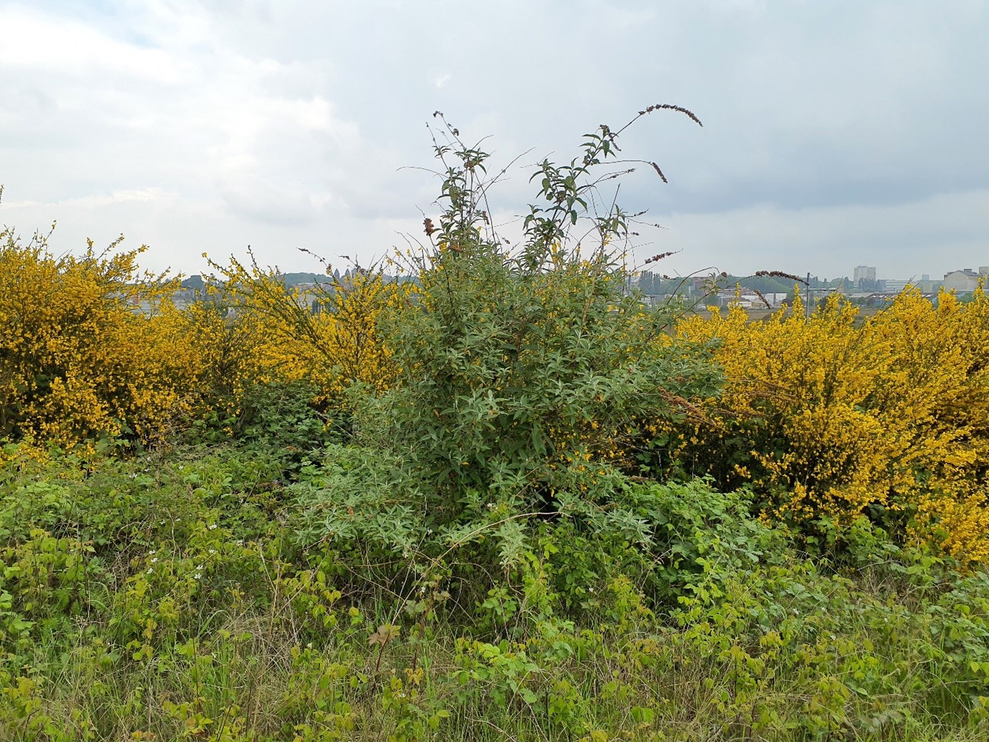 Biotope Environnement