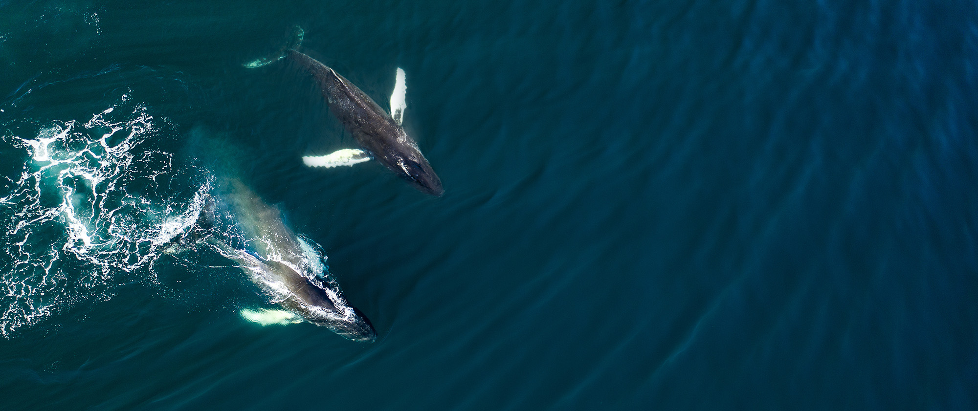 Aerial view of huge humpback whale, Iceland